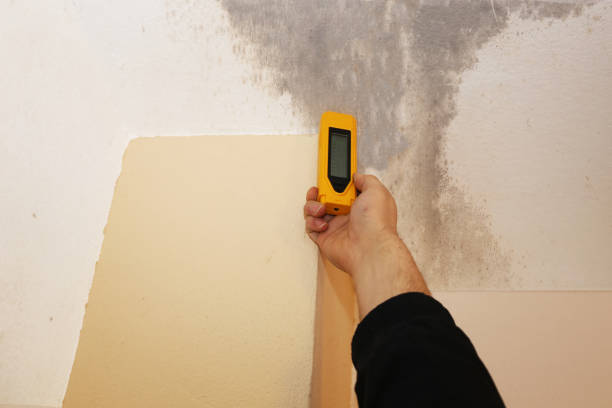 Best Forensic Mold Investigation  in Burwell, NE