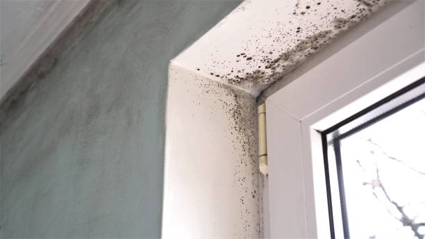 Best Biohazard Mold Removal  in Burwell, NE