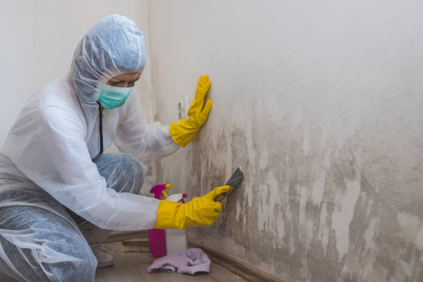 Best Crawl Space Mold Remediation  in Burwell, NE