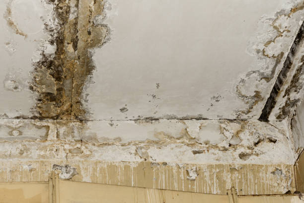 Best Black Mold Removal  in Burwell, NE