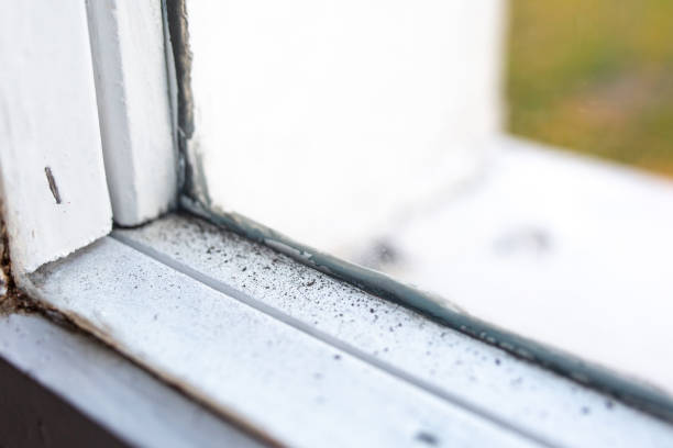 Best Real Estate Mold Inspection  in Burwell, NE