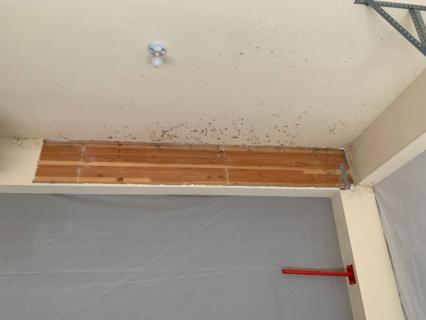 Best Mold Odor Removal Services  in Burwell, NE