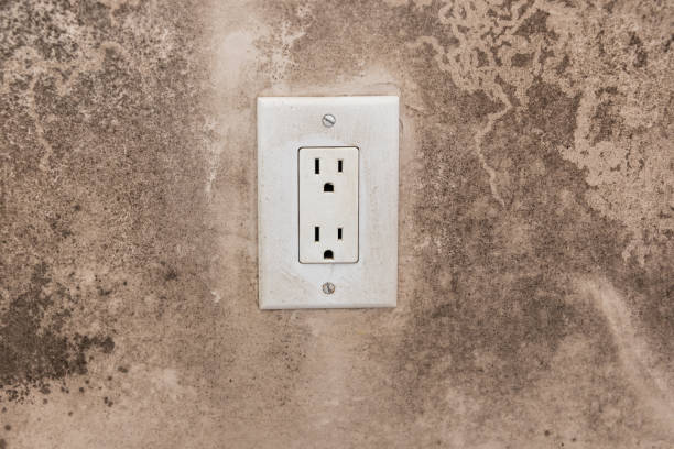 Best Mold Damage Restoration  in Burwell, NE